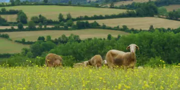 programmes courts diffusés en TV Le Petit Basque, réalisation Agence Satellite